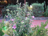 img0200.jpg