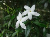 img0021.jpg