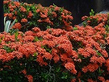 img0089.jpg