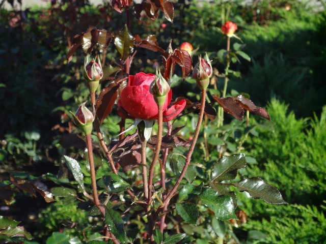 img0010.jpg