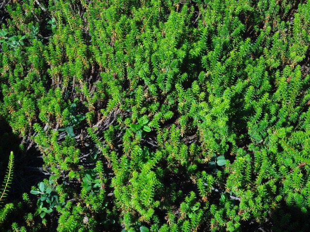 img0021.jpg