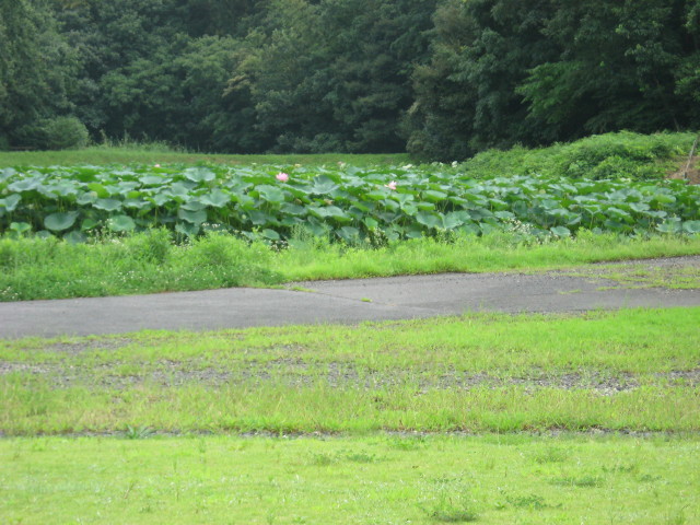 img0006.jpg